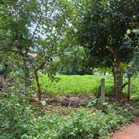  Residential Plot for Sale in Kadampazhipuram, Palakkad