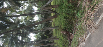  Agricultural Land for Sale in Pollachi, Coimbatore