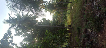  Agricultural Land for Sale in Pollachi, Coimbatore