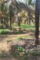  Agricultural Land for Sale in Athipalayam, Coimbatore