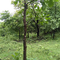  Agricultural Land for Sale in Yellapur, Uttara Kannada