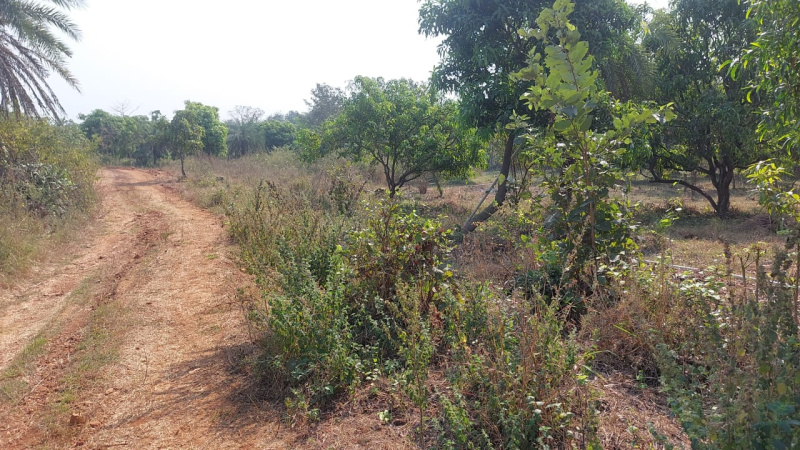  Agricultural Land 14 Acre for Sale in Umbergaon, Valsad