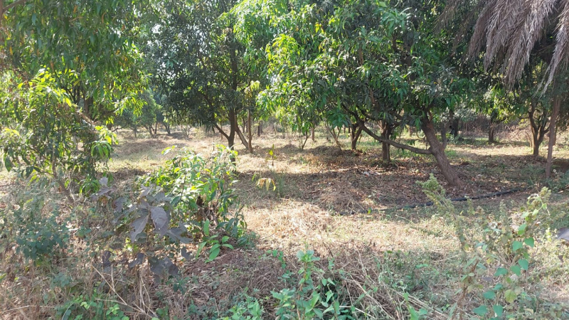  Agricultural Land 14 Acre for Sale in Umbergaon, Valsad