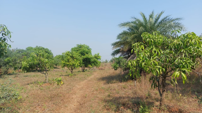  Agricultural Land 14 Acre for Sale in Umbergaon, Valsad