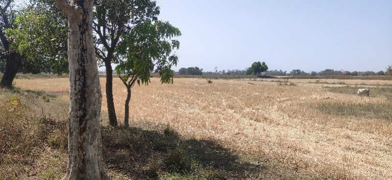  Agricultural Land 150 Acre for Sale in Umbergaon, Valsad