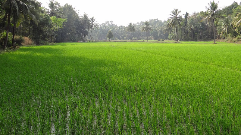  Agricultural Land 100 Acre for Sale in Umbergaon, Valsad