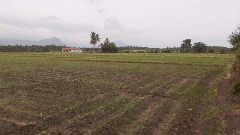  Agricultural Land 130 Acre for Sale in Umbergaon, Valsad