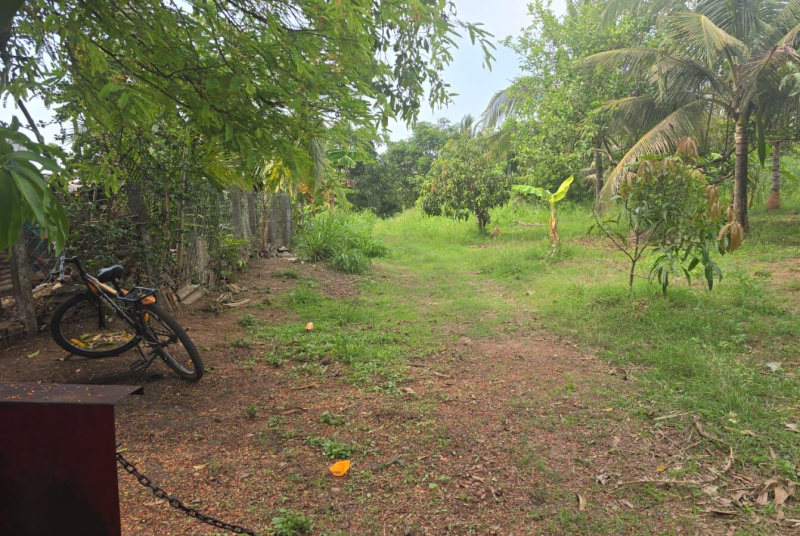  Agricultural Land 2 Acre for Sale in Bordi, Palghar