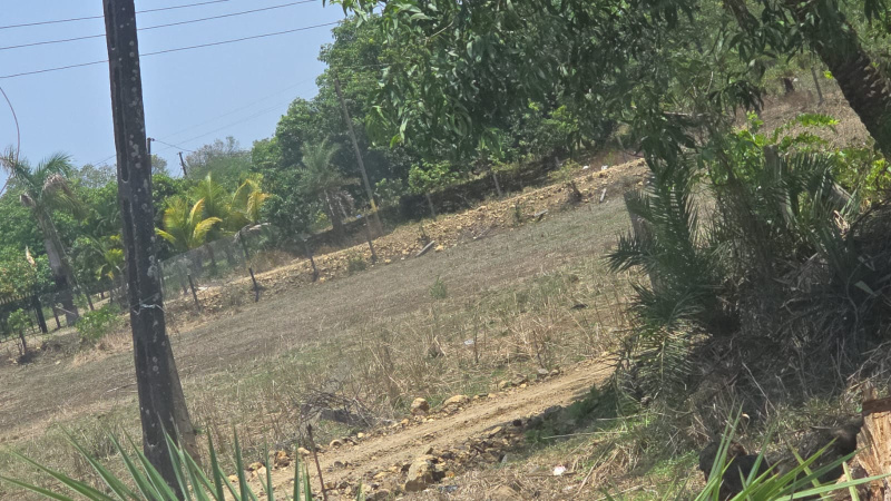  Agricultural Land 2 Acre for Sale in Umbergaon, Valsad