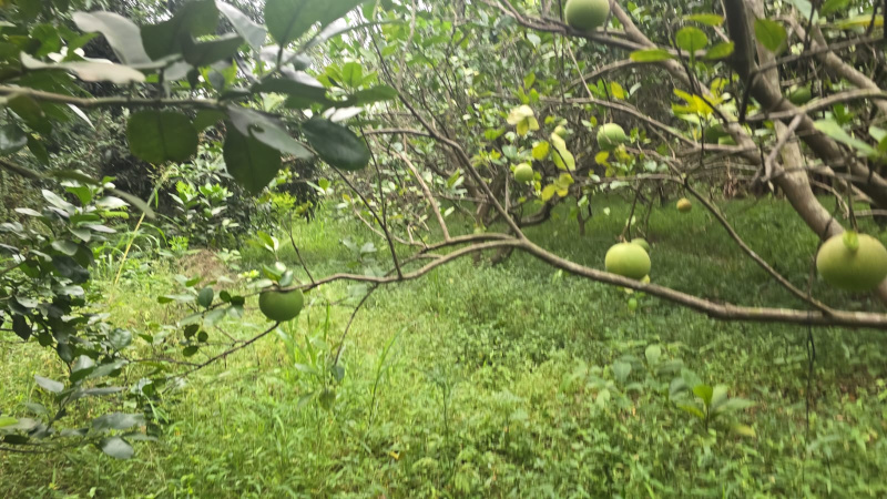 Agricultural Land 2 Acre for Sale in Bordi, Palghar