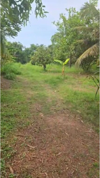  Agricultural Land for Sale in Bordi, Palghar