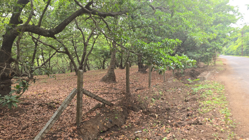  Agricultural Land 3 Acre for Sale in Gholvad, Palghar