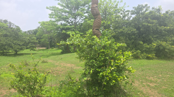  Agricultural Land for Sale in Bordi, Palghar