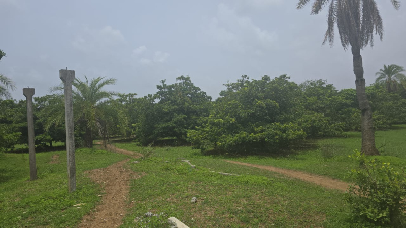  Agricultural Land 2 Acre for Sale in Bordi, Palghar