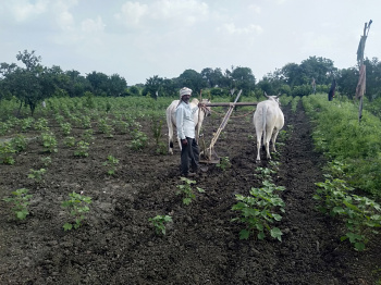  Agricultural Land for Sale in Kalameshwar, Nagpur