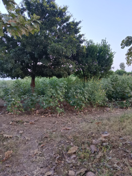  Agricultural Land for Sale in Kalameshwar, Nagpur