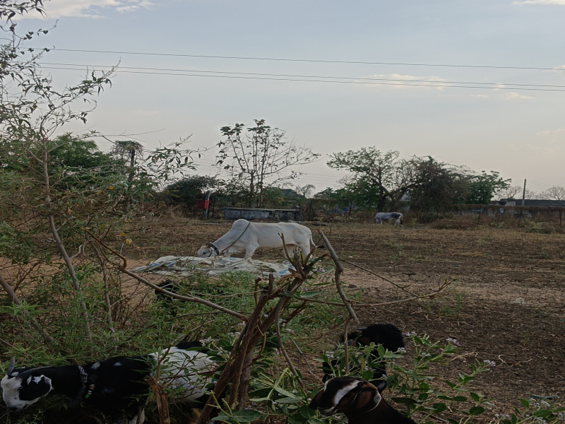 Kalameshwar, Nagpur photo 5