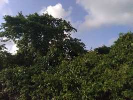  Agricultural Land for Sale in Pawas, Ratnagiri