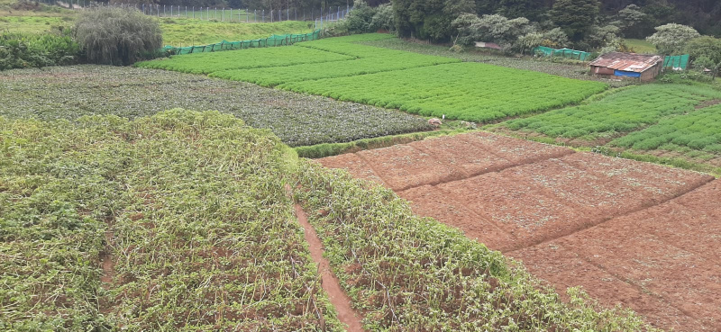 Kandal, Ooty photo 3