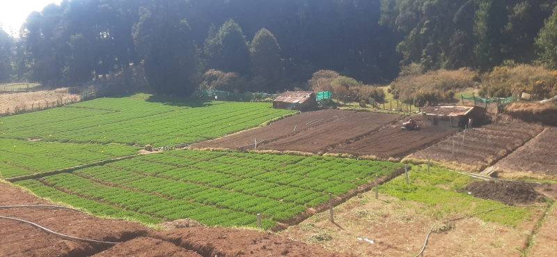 Kandal, Ooty photo 4