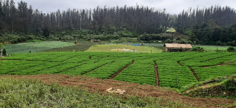 Kandal, Ooty photo 5
