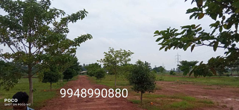 Residential Plot 100 Sq. Yards for Sale in Sarpavaram, Kakinada