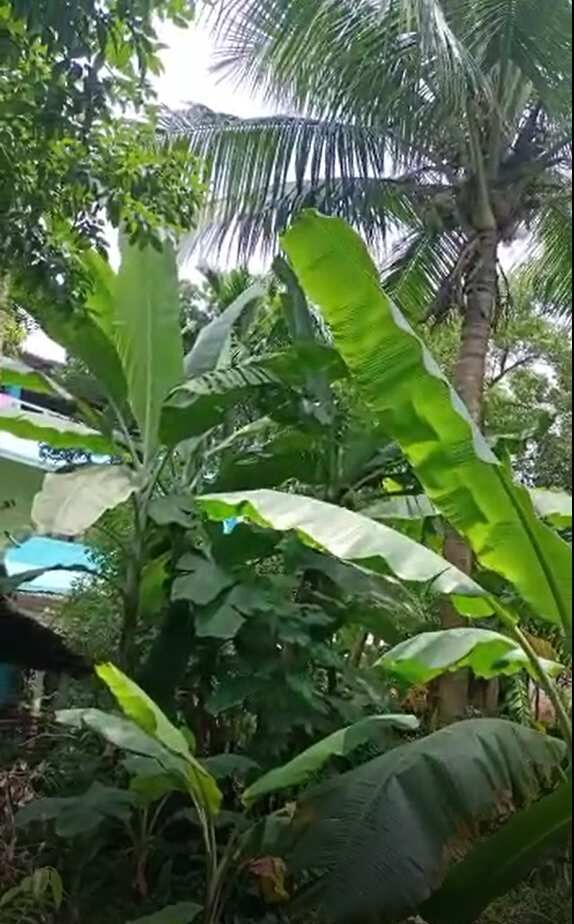 7 BHK House 17000 Sq.ft. for Sale in Remuna, Baleswar