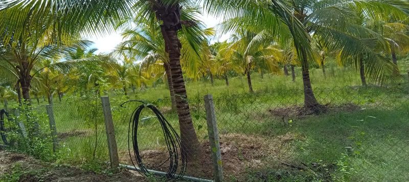  248 Acre Agricultural/Farm Land for Sale in Kamuthi, Ramanathapuram