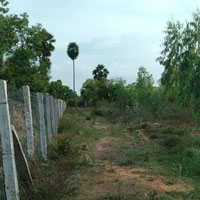  Agricultural Land for Sale in Nattarasankottai, Sivaganga