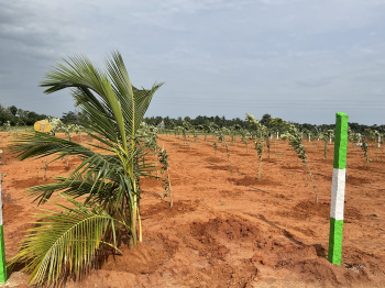 Agricultural Land for Sale in Kalpattu, Mambalapattu, Villupuram