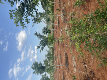  Agricultural Land for Sale in Chembakkam, Chennai