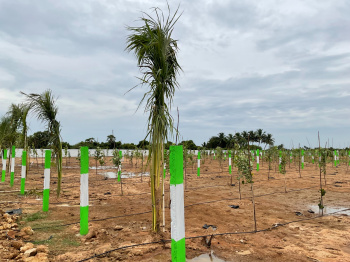  Agricultural Land for Sale in Cheyyur, Chengalpattu