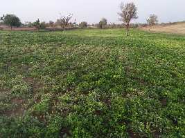  Agricultural Land for Sale in Sanchore, Jalor