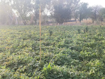  Agricultural Land for Sale in Sri Madhopur, Sikar