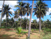  Agricultural Land for Sale in Arsikere, Hassan
