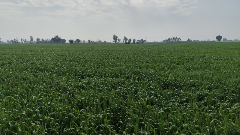  Agricultural Land 14 Bigha for Sale in Banat, Shamli