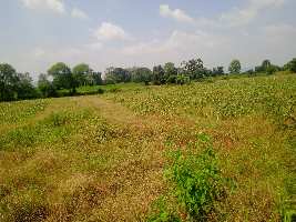  Agricultural Land for Sale in Bargi, Jabalpur