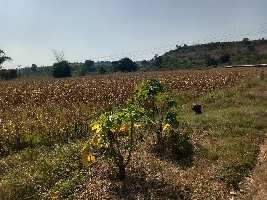  Agricultural Land for Sale in Bargi, Jabalpur