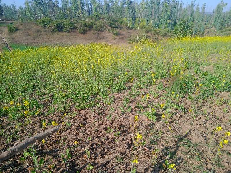 Agricultural Land 45 Acre for Sale in Bargi, Jabalpur