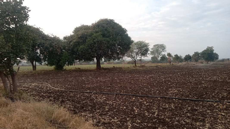 Agricultural Land 14 Acre for Sale in Shahpura, Jabalpur