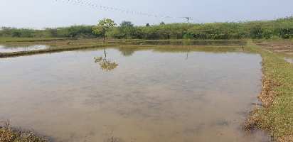  Agricultural Land for Rent in Vembakkam, Tiruvannamalai
