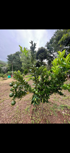  Agricultural Land 25 Cent for Sale in Vilpatti, Kodaikanal