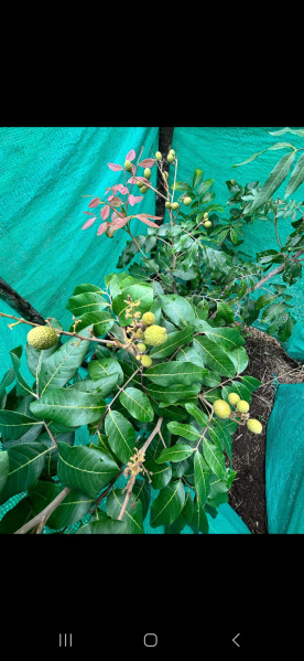  Agricultural Land 25 Cent for Sale in Vilpatti, Kodaikanal