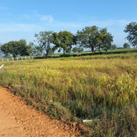  Agricultural Land for Sale in Pulkal, Hyderabad