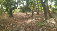 Residential Plot for Sale in Kunissery, Palakkad