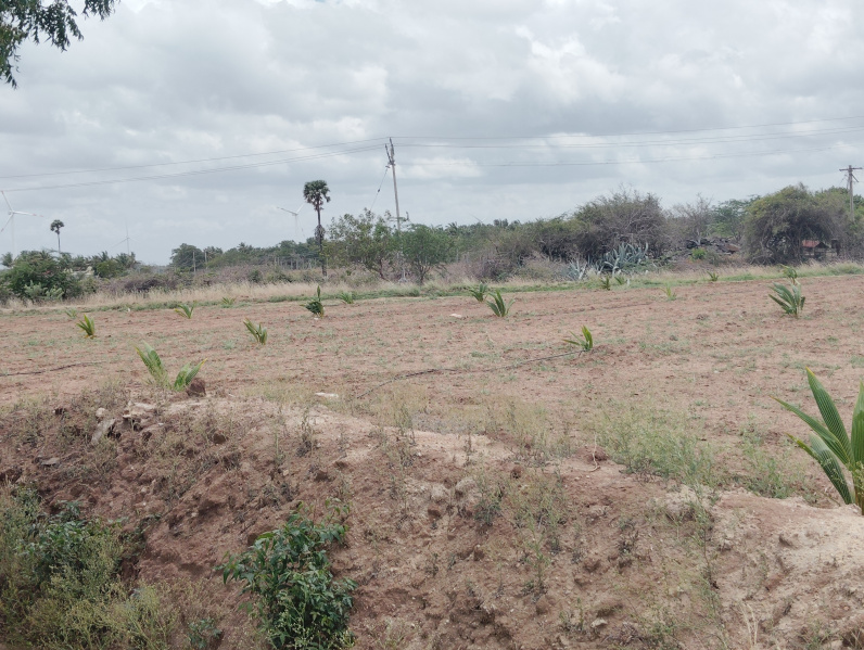  Agricultural Land 5 Acre for Sale in Sankaramanallur, Tirupur