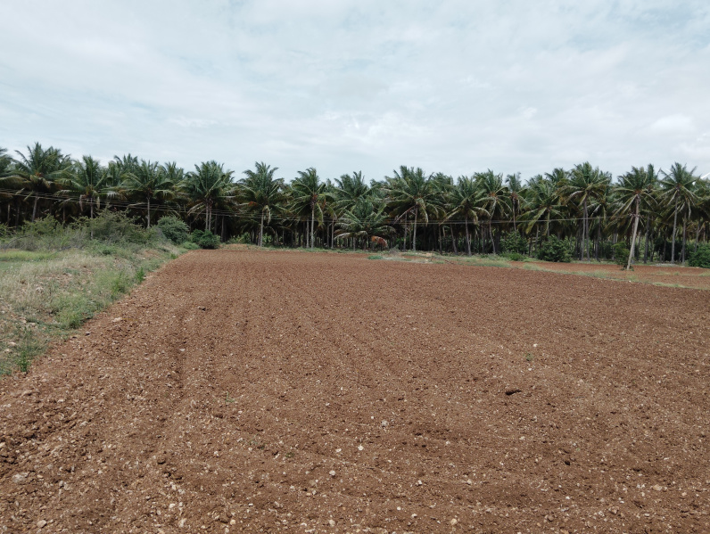  Agricultural Land 5 Ares for Sale in Kangeyam, Tirupur