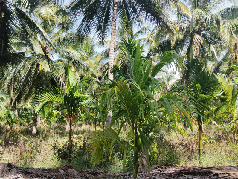  Agricultural Land 30 Acre for Sale in Pollachi, Coimbatore