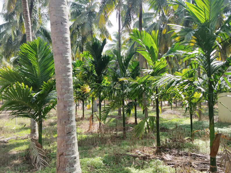  Agricultural Land 30 Acre for Sale in Pollachi, Coimbatore