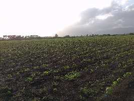  Agricultural Land for Sale in Visavadar, Junagadh